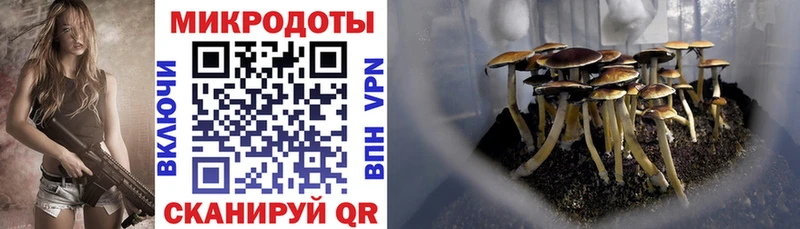 Псилоцибиновые грибы Psilocybe Котельнич
