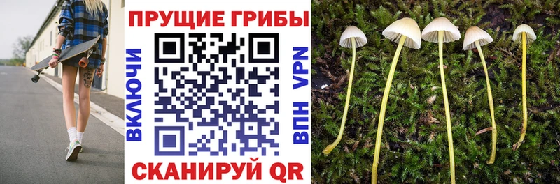 Галлюциногенные грибы ЛСД  даркнет сайт  Котельнич 
